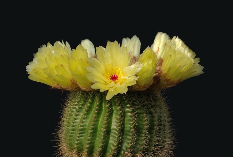 Yellow Cactus Flower — Green