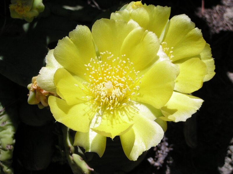 yellow cactus flower in bloom