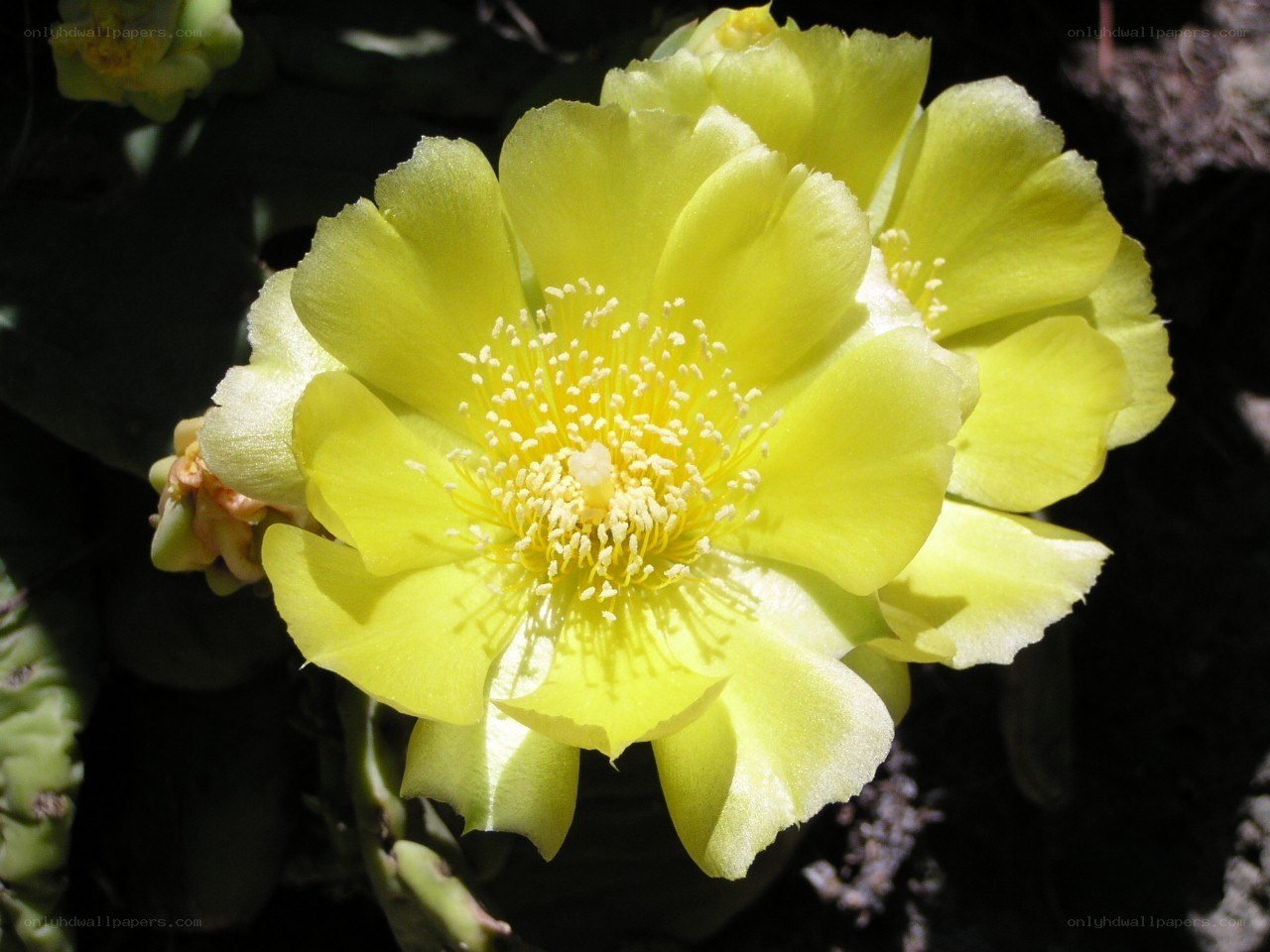 yellow cactus flower in bloom