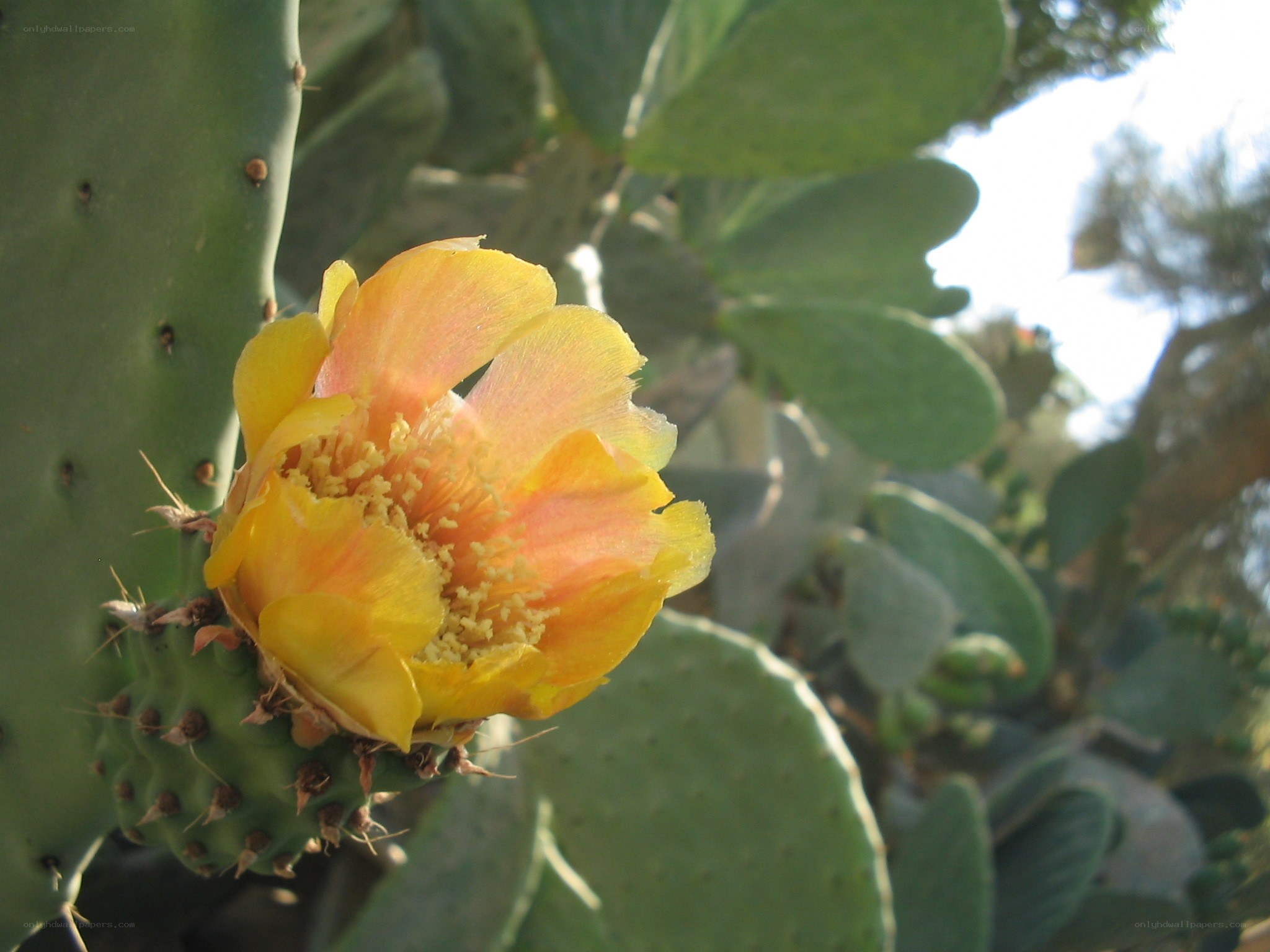 Yellow cactus flower in bloom