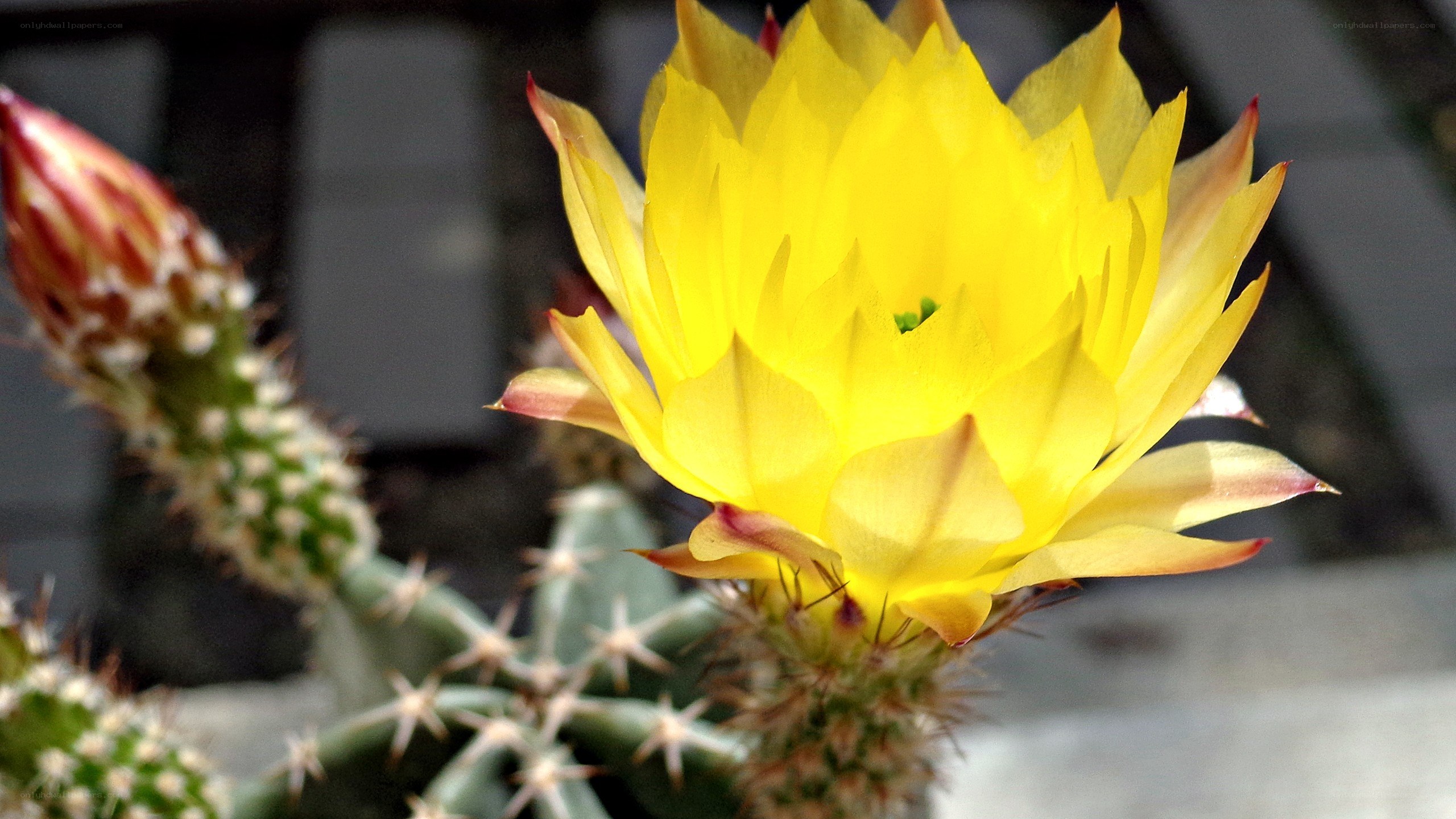 Yellow cactus flower in bloom