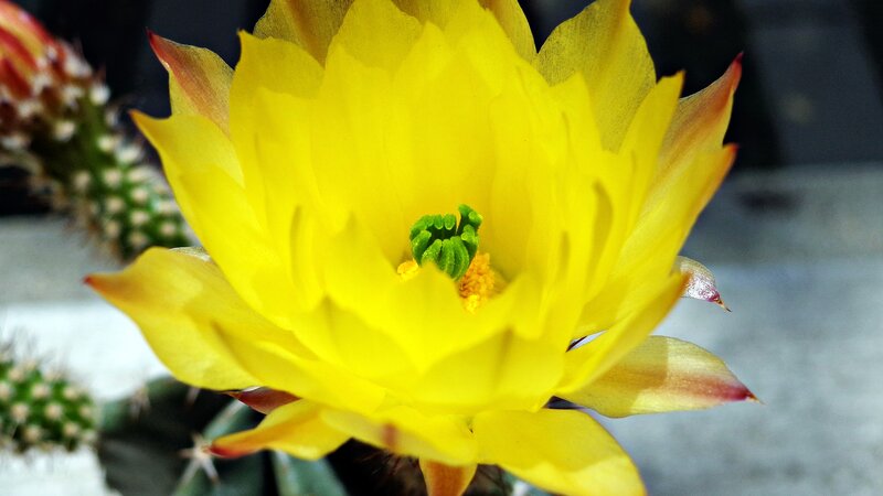 Yellow cactus flower in bloom