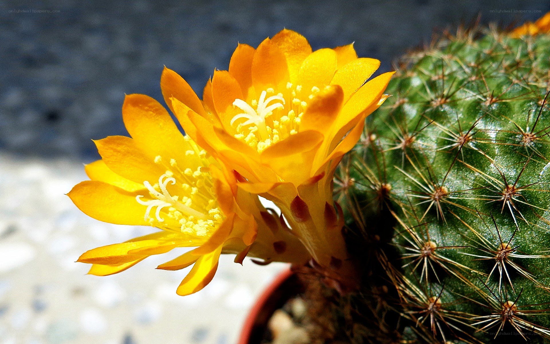 Yellow cactus flower in bloom