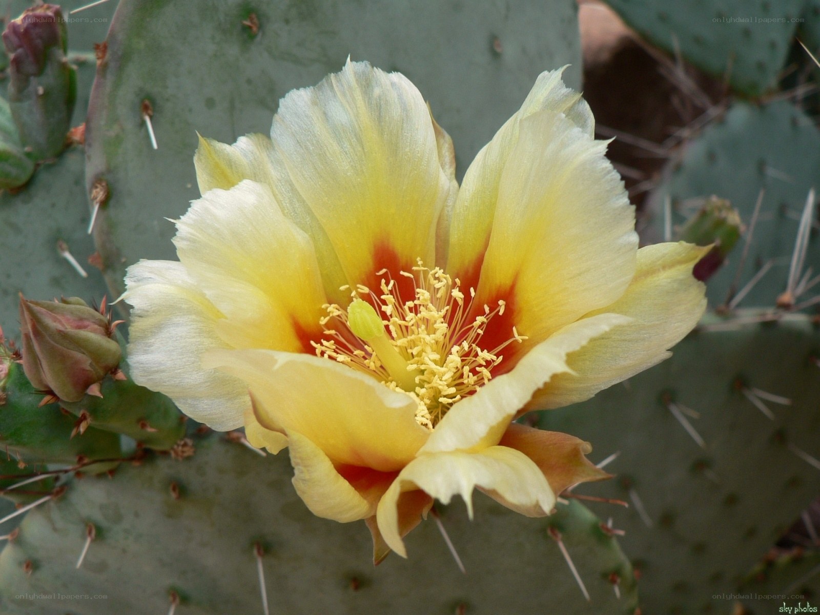 Yellow cactus flower in bloom