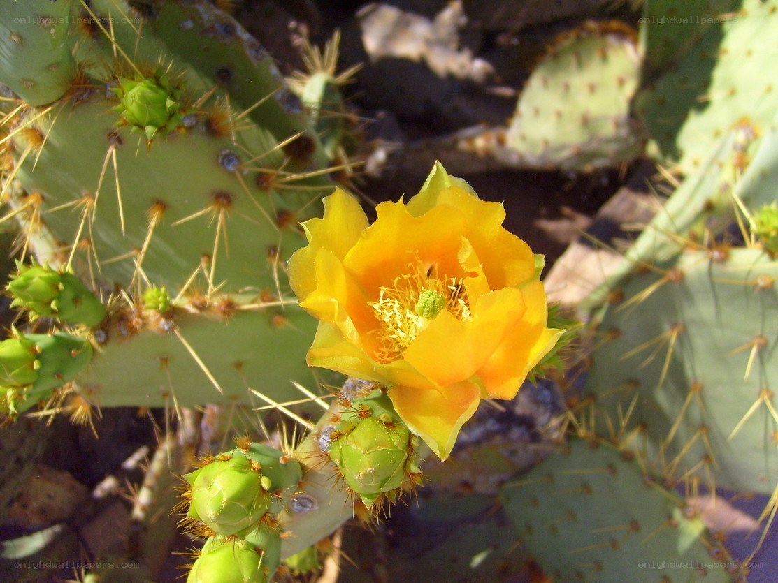 Yellow cactus flower in bloom