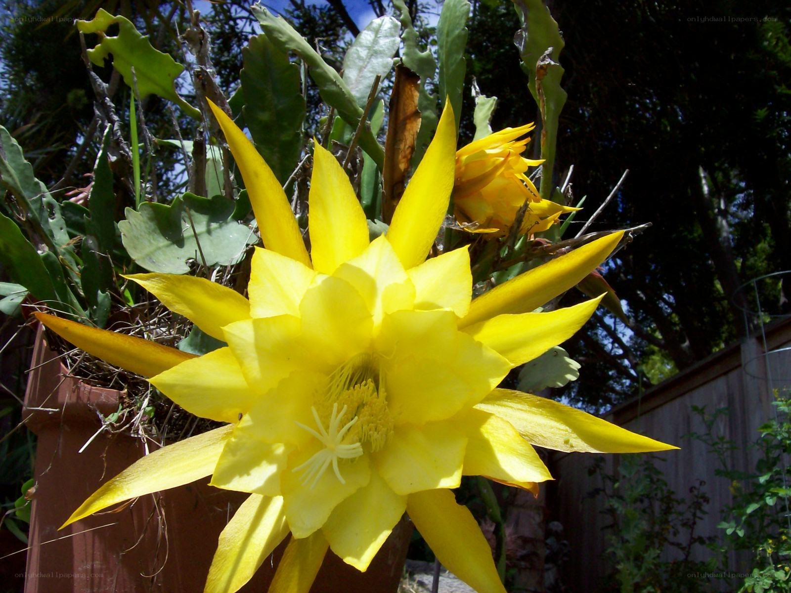 Yellow cactus flower in bloom