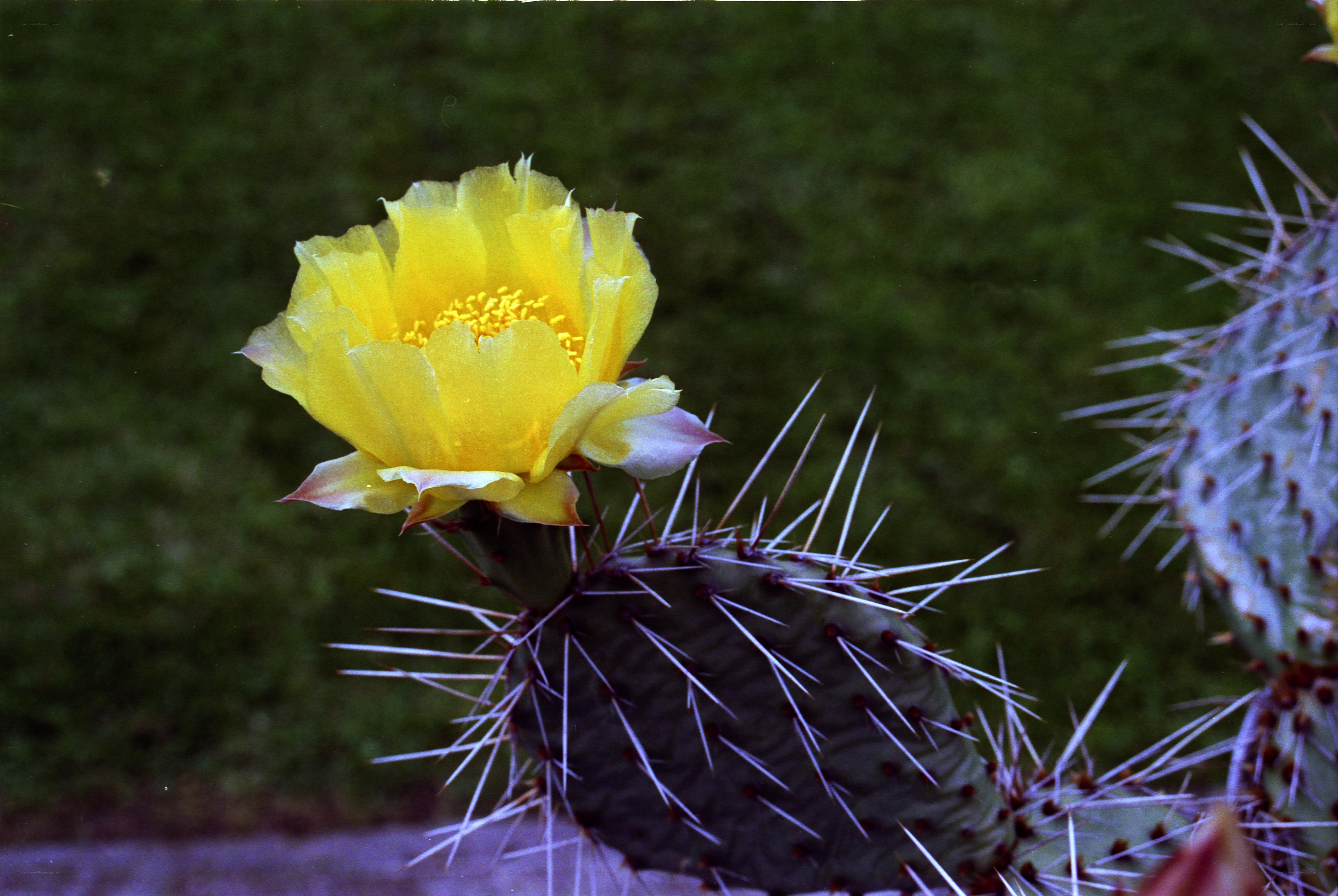Yellow cactus flower in bloom