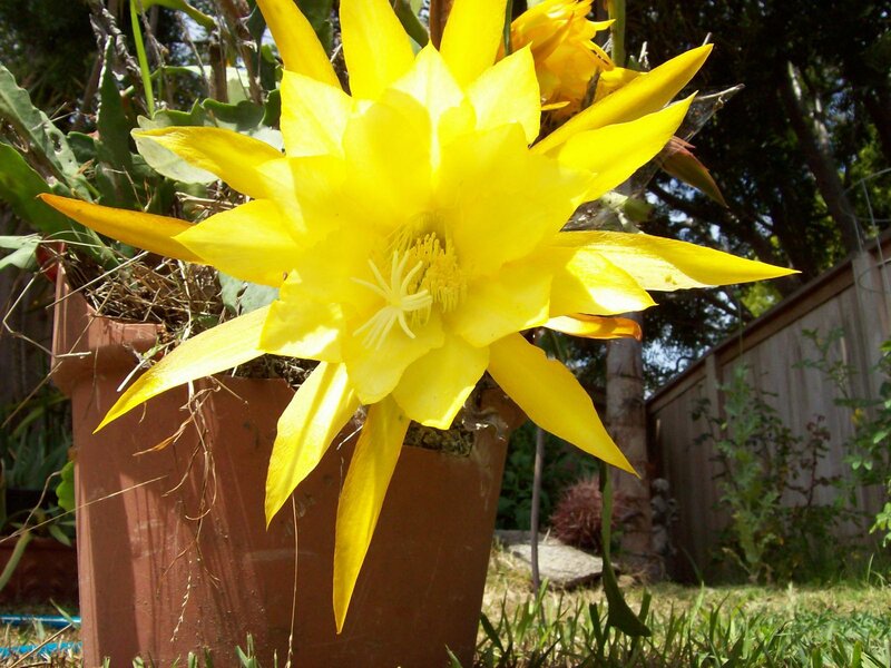Yellow cactus flower in pot