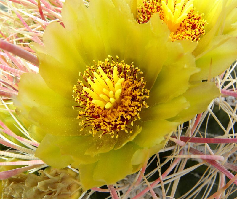 Yellow Cactus Flower — Natural, Afternoon