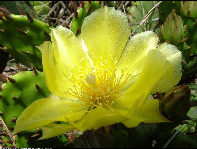 Yellow Cactus Flower — Natural