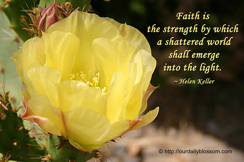 Yellow Cactus Flower — Serene