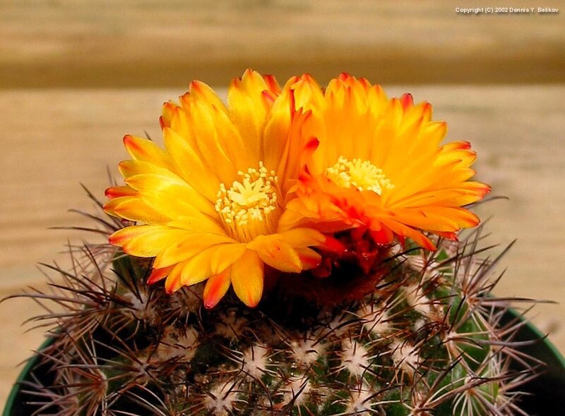 Yellow Cactus Flower