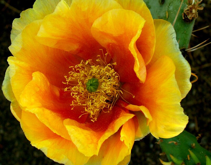Yellow Cactus Flower — Vibrant, Afternoon