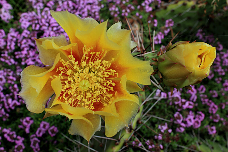 Yellow Cactus Flower — Vibrant