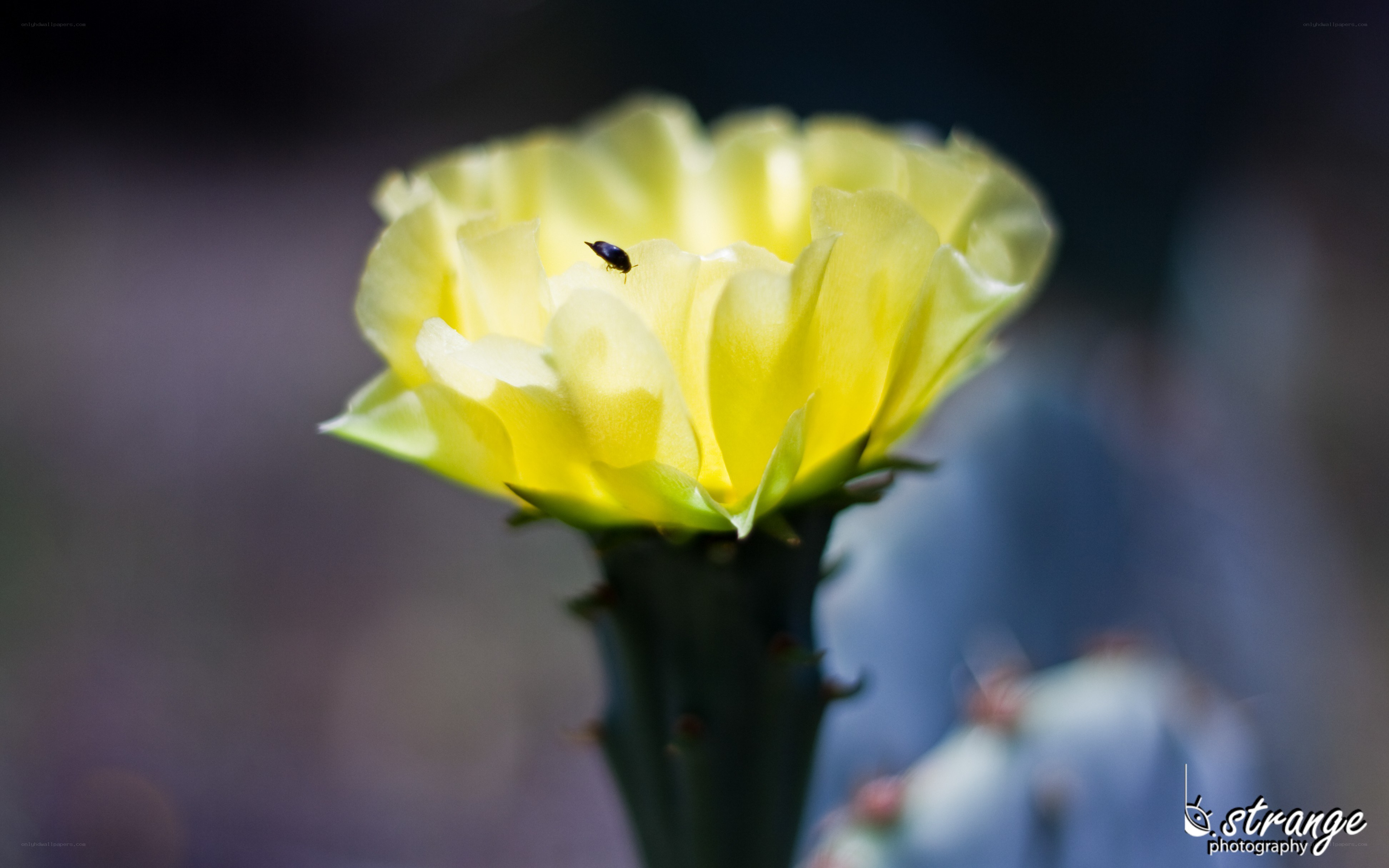 Yellow cactus flower with insect