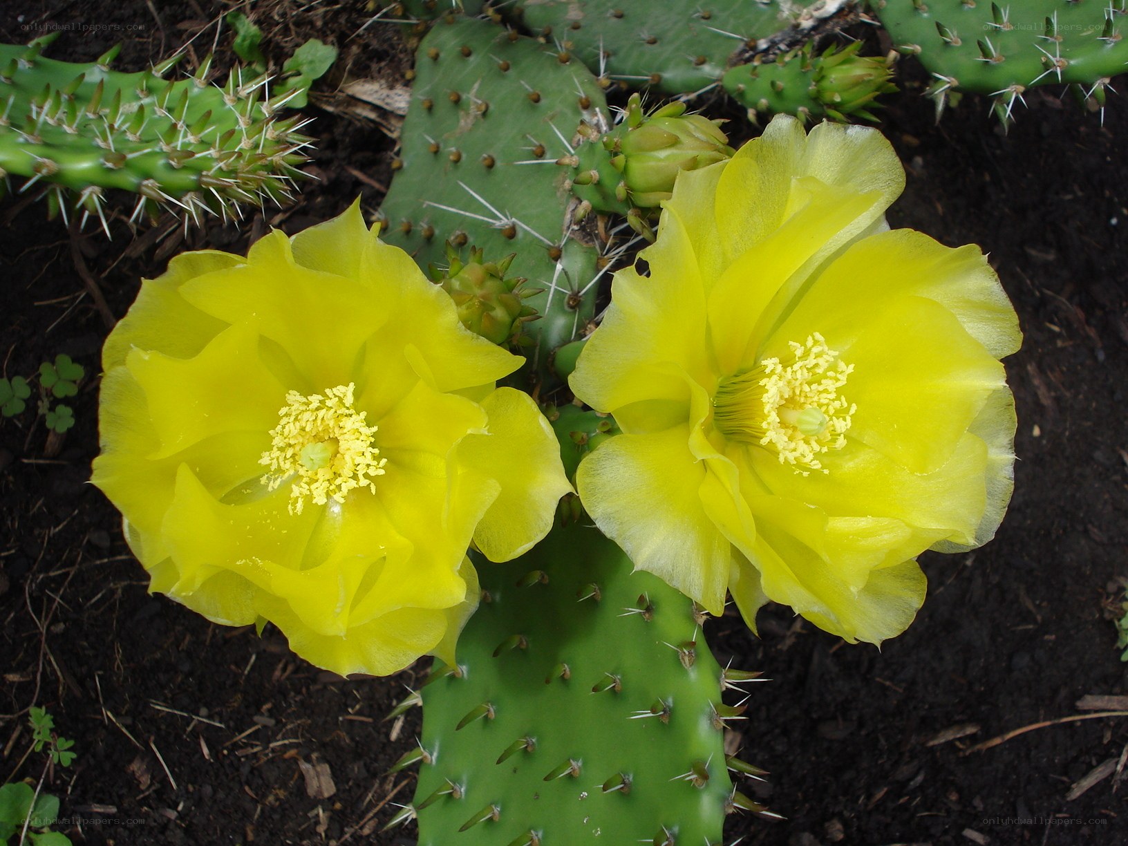 Yellow cactus flowers blooming