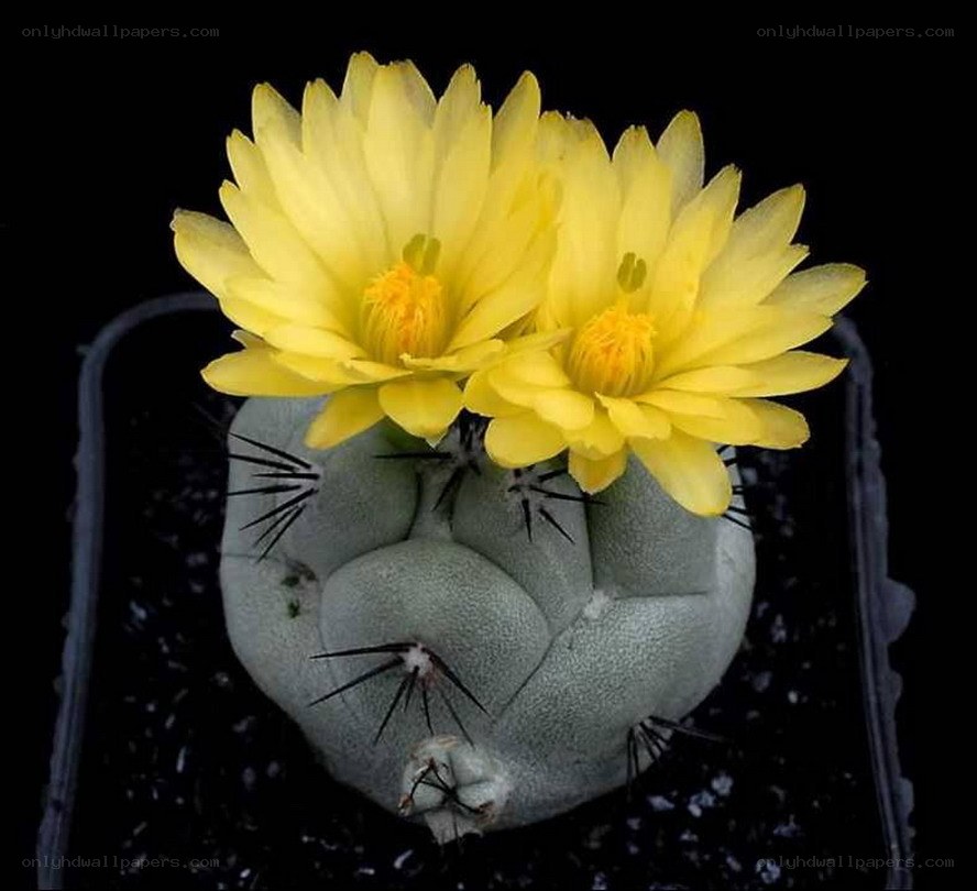 Yellow cactus flowers blooming