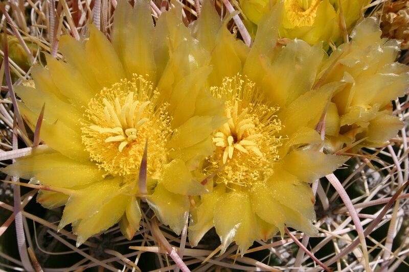 Yellow cactus flowers blooming
