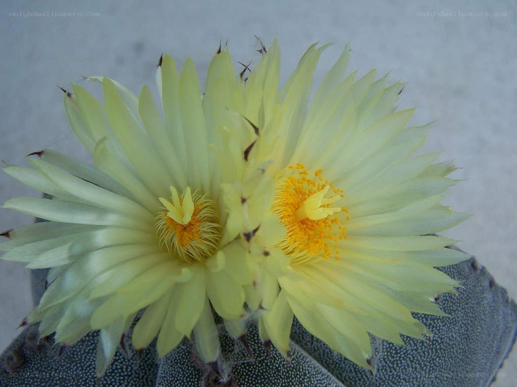 Yellow cactus flowers blooming