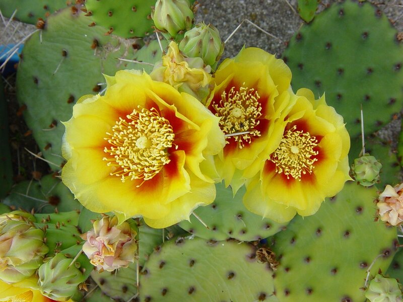 Yellow cactus flowers blooming