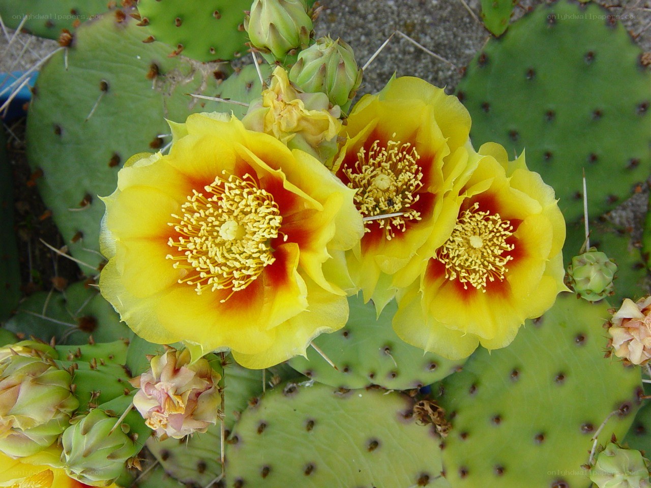 Yellow cactus flowers blooming