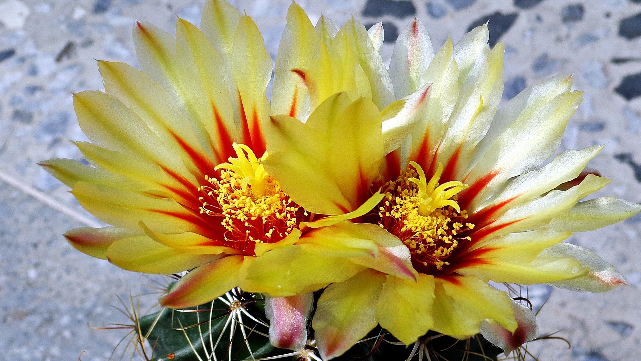 Yellow cactus flowers blooming