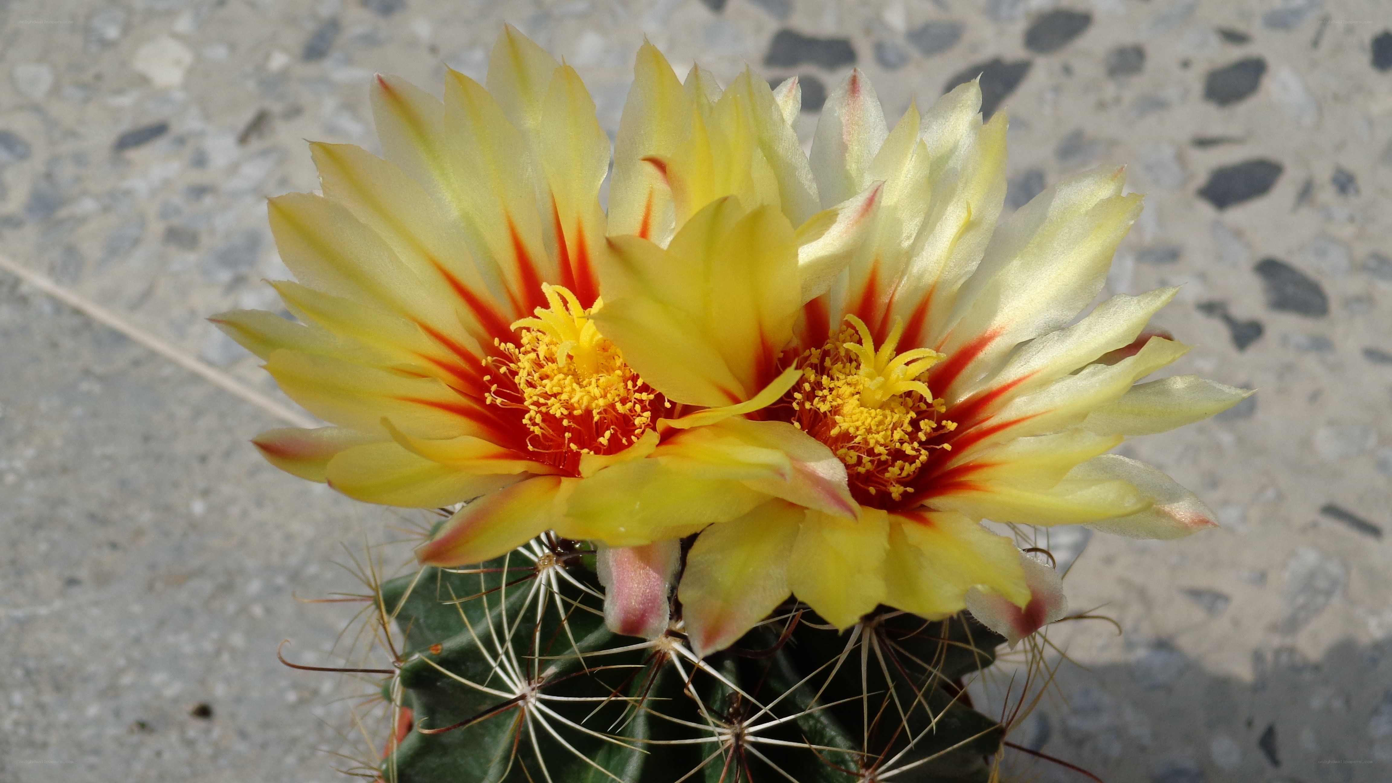 Yellow cactus flowers blooming