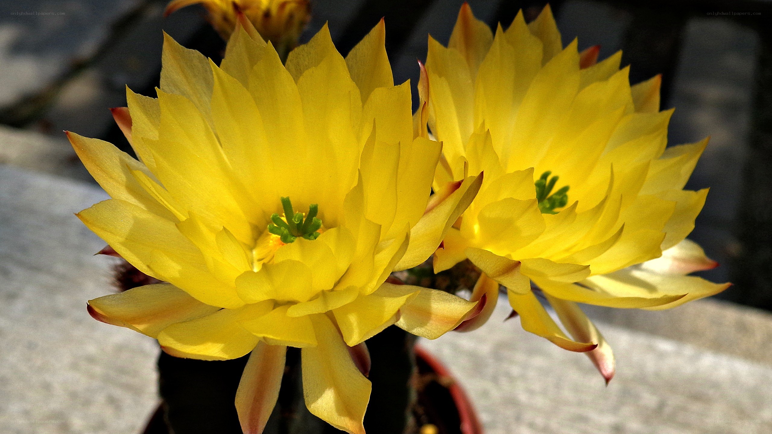 Yellow cactus flowers blooming