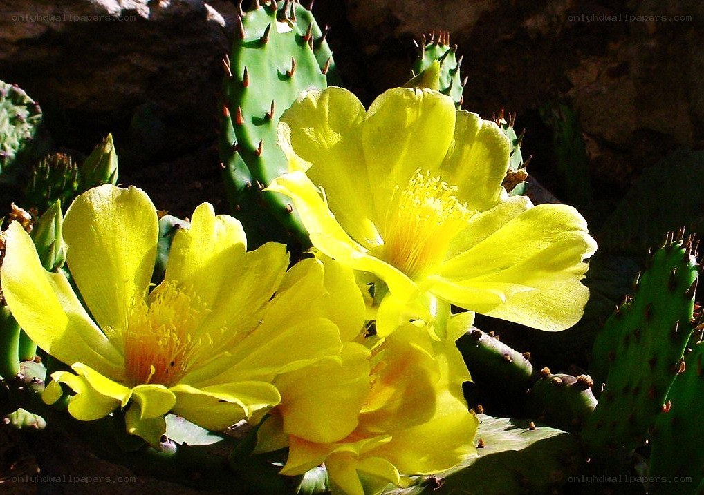 Yellow cactus flowers blooming