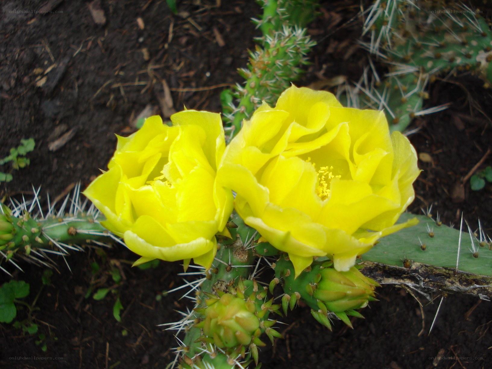 Yellow cactus flowers blooming