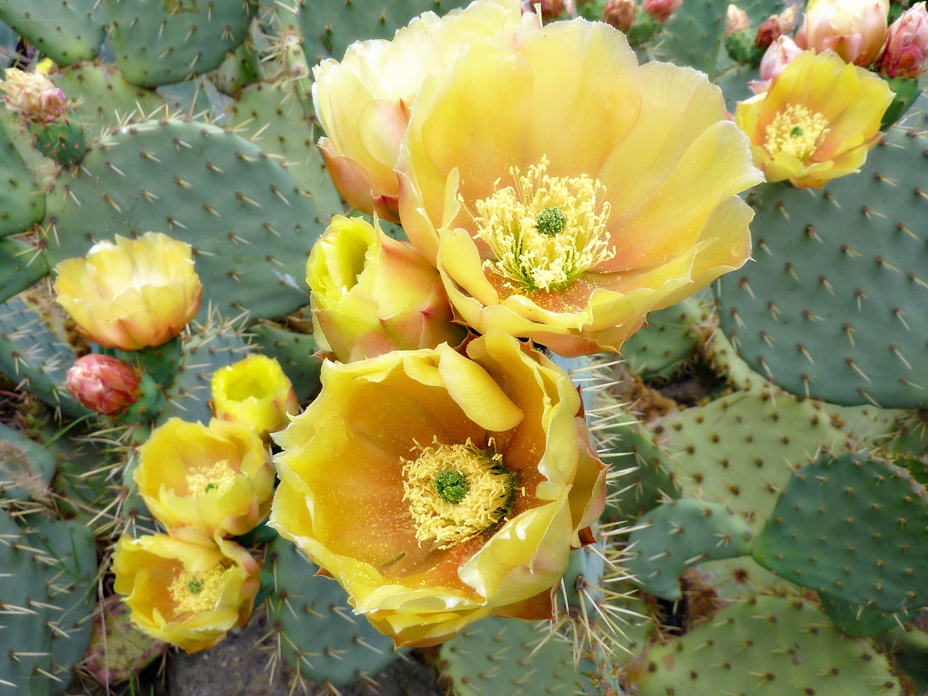 Yellow cactus flowers blooming