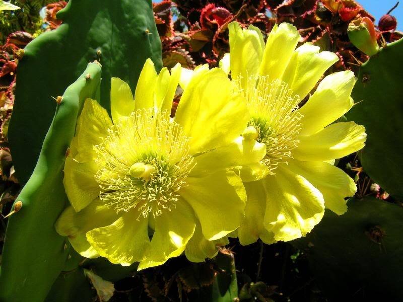Yellow Cactus Flowers — Bright