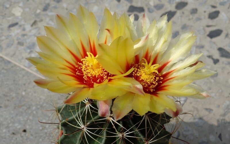 Yellow Cactus Flowers — Calm, Afternoon