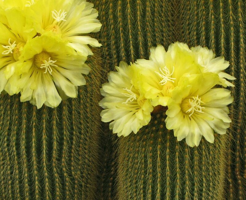 Yellow Cactus Flowers — Calm, Photograph