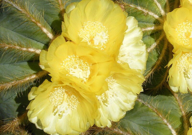 Yellow Cactus Flowers — Calm