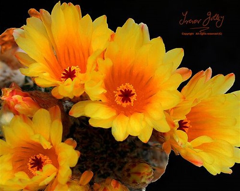 Yellow Cactus Flowers — Dramatic, Photograph, Flower