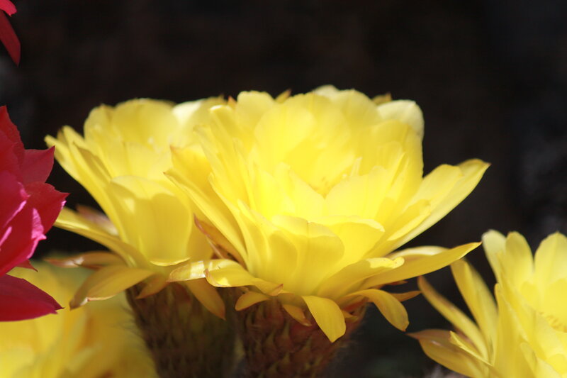 Yellow Cactus Flowers — Dramatic, Photograph, Red Flower