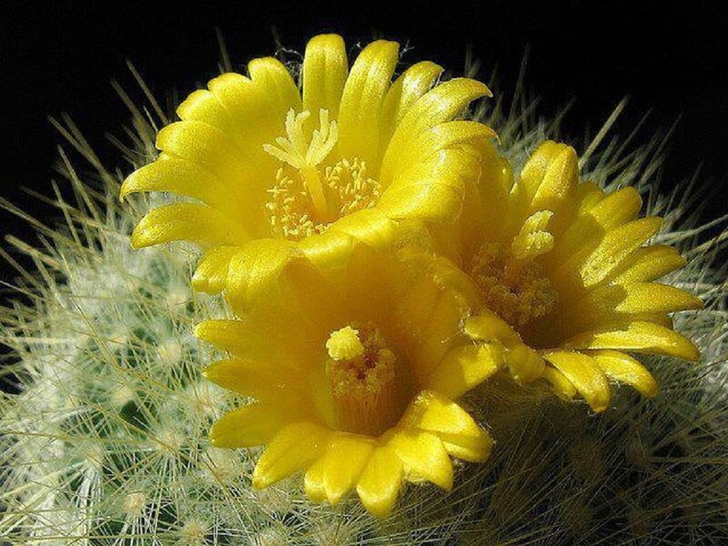 Yellow Cactus Flowers — Dramatic, Photograph