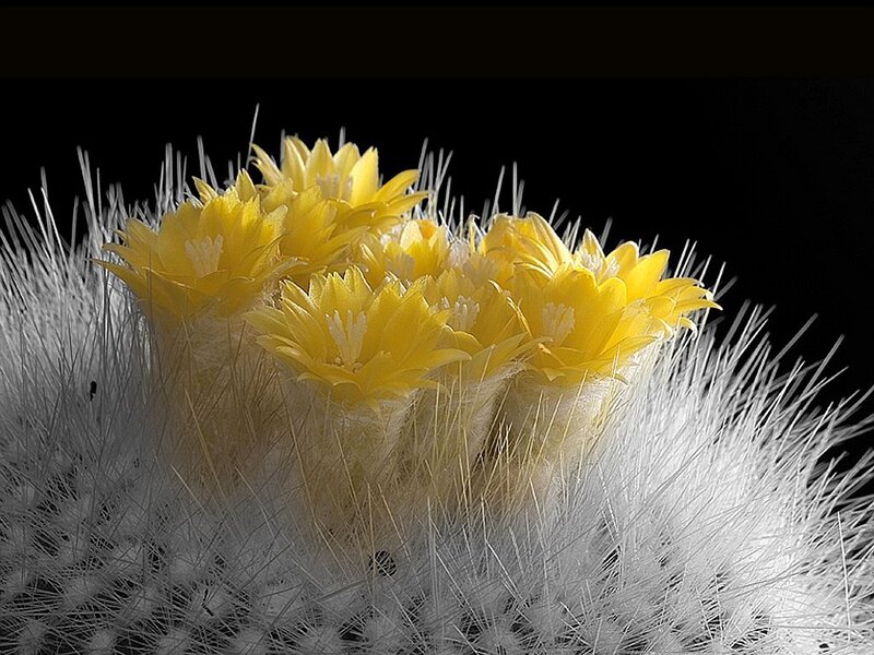 Yellow Cactus Flowers — Dramatic