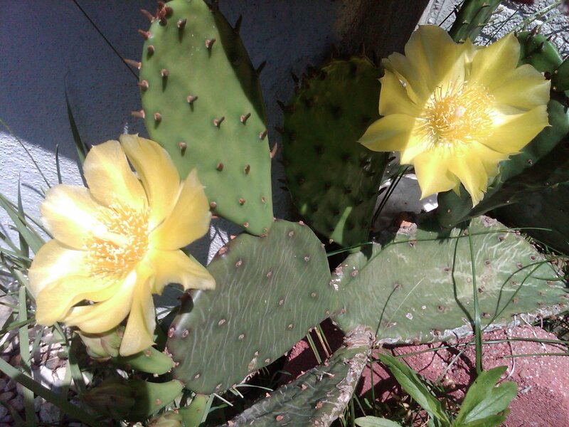 Yellow Cactus Flowers — Green