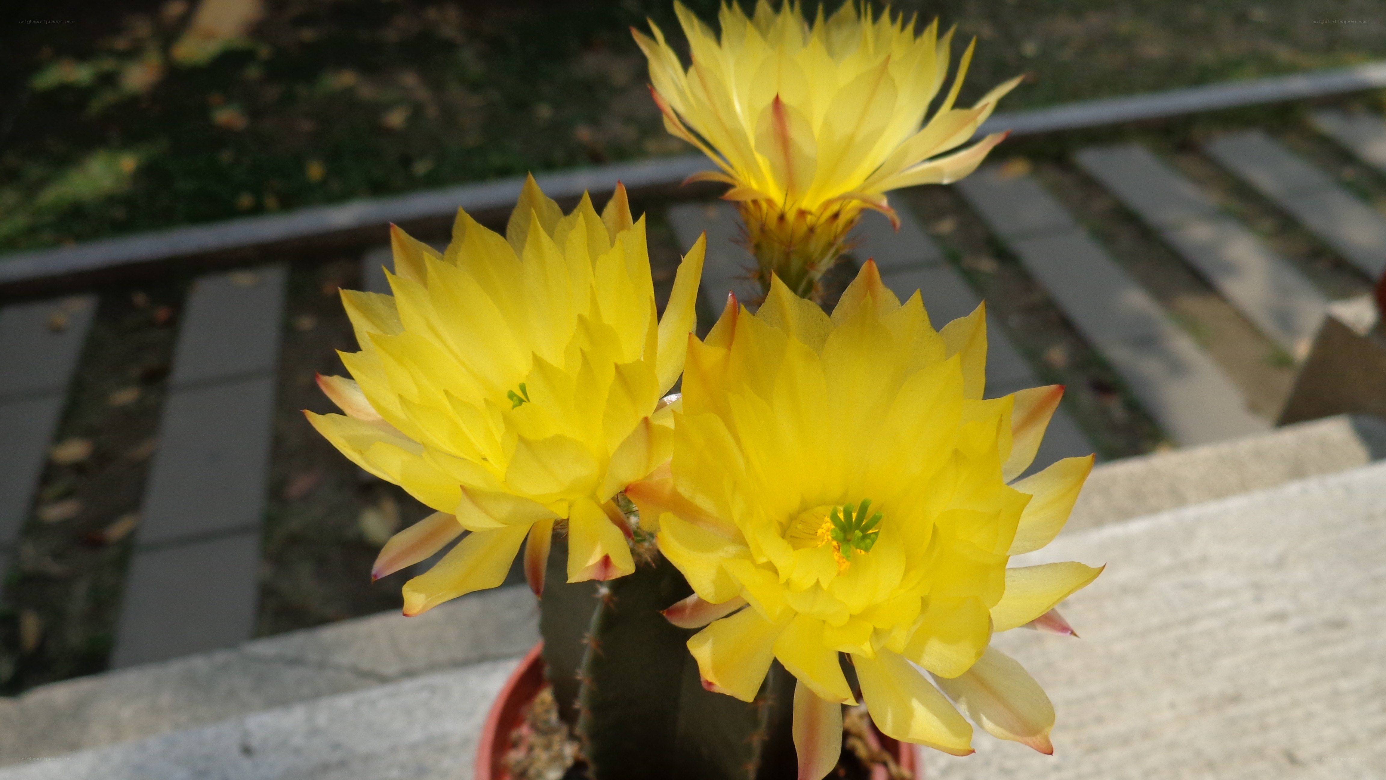 Yellow cactus flowers in bloom