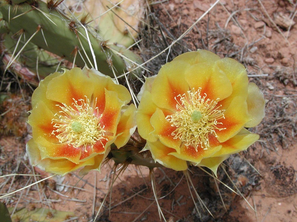 Yellow cactus flowers in bloom
