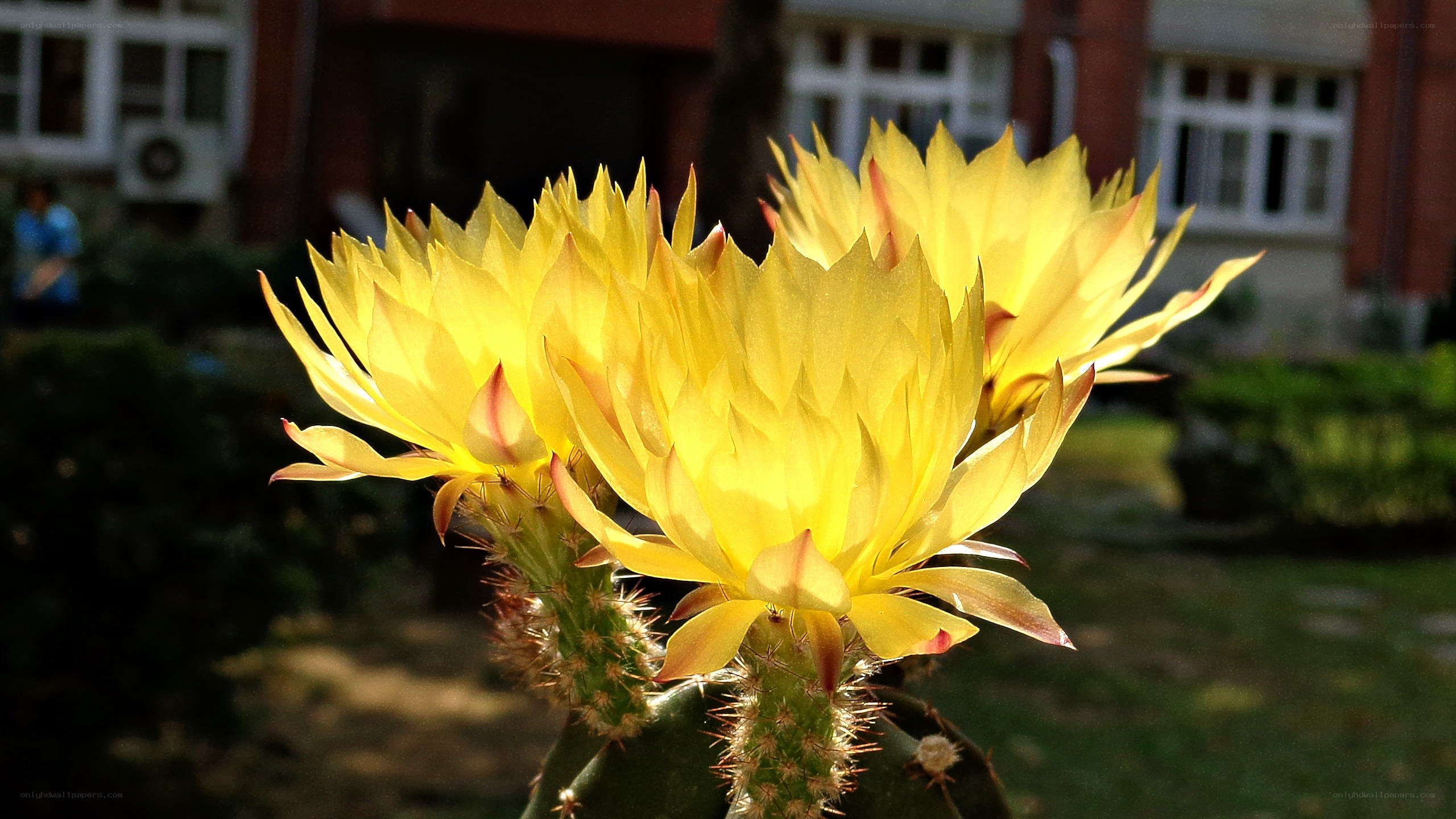 Yellow cactus flowers in sunlight