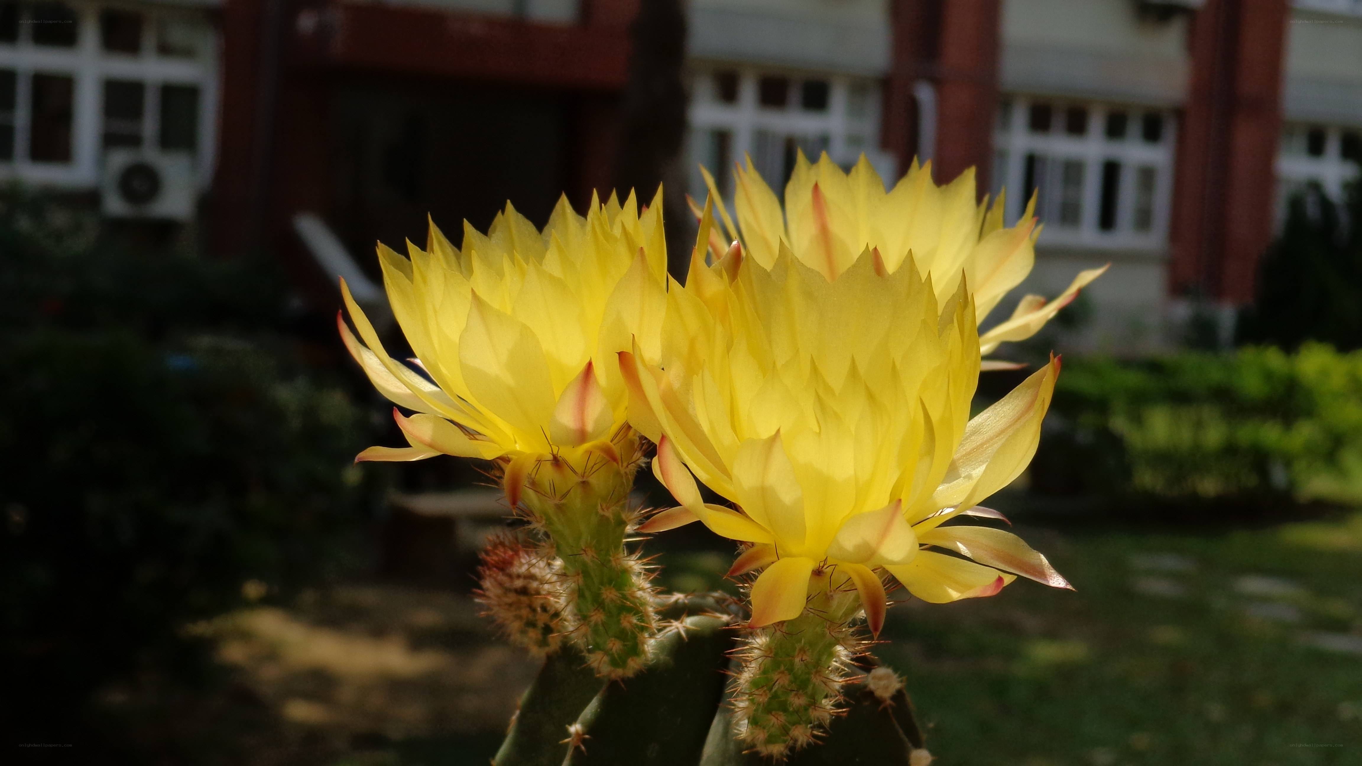 Yellow cactus flowers in sunlight