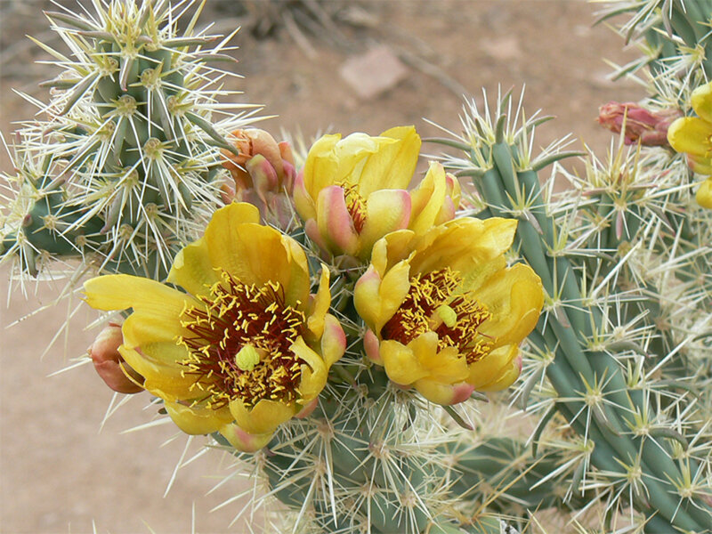 Yellow Cactus Flowers — Natural, Afternoon