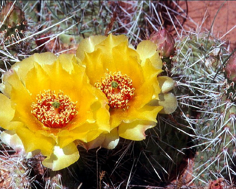 Yellow Cactus Flowers — Natural