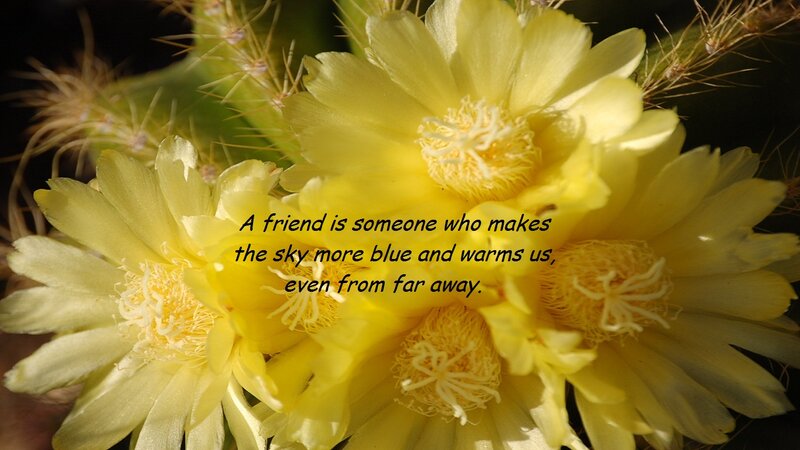Yellow Cactus Flowers — Serene