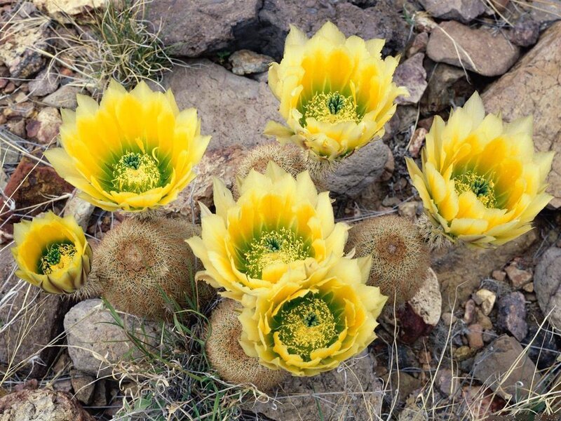 Yellow Cactus Flowers