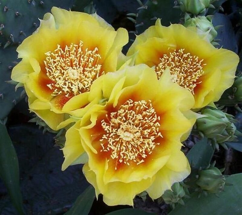 Yellow Cactus Flowers — Vibrant, Afternoon