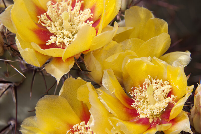 Yellow Cactus Flowers — Vibrant